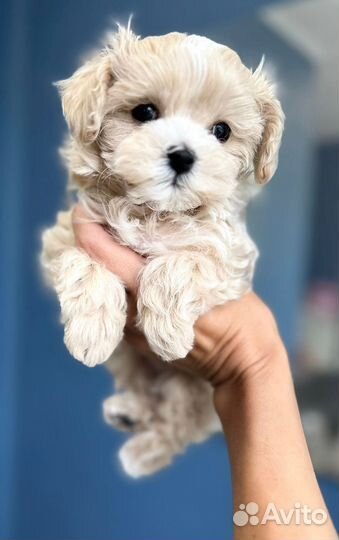 Мальтипу f1 micro