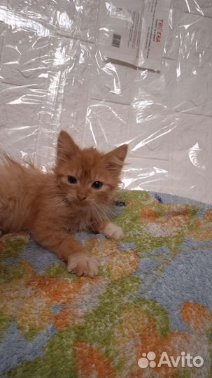 Рыжий котенок девочка