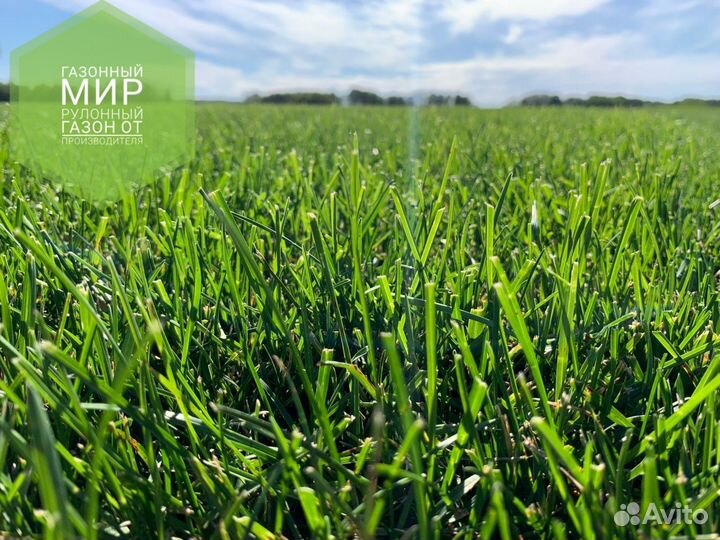 Рулонный газон