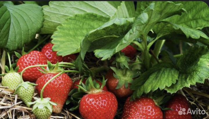 Клубника, малина