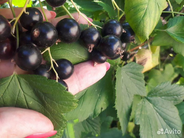 Черная смородина