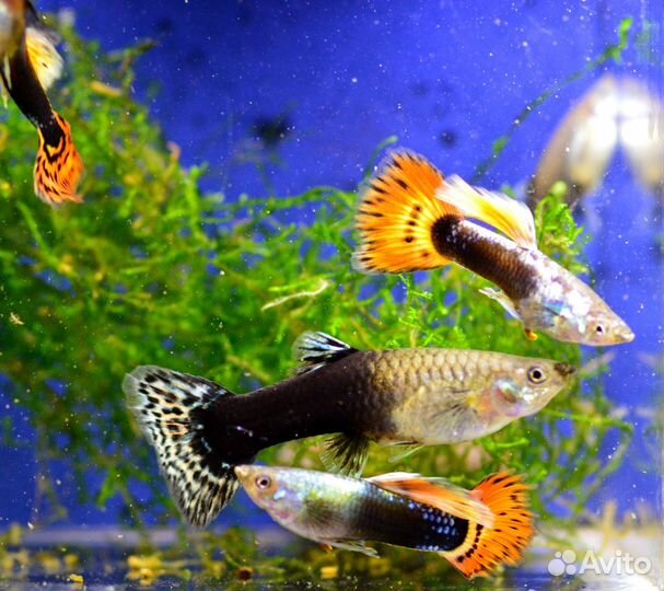 Рыбки гуппи