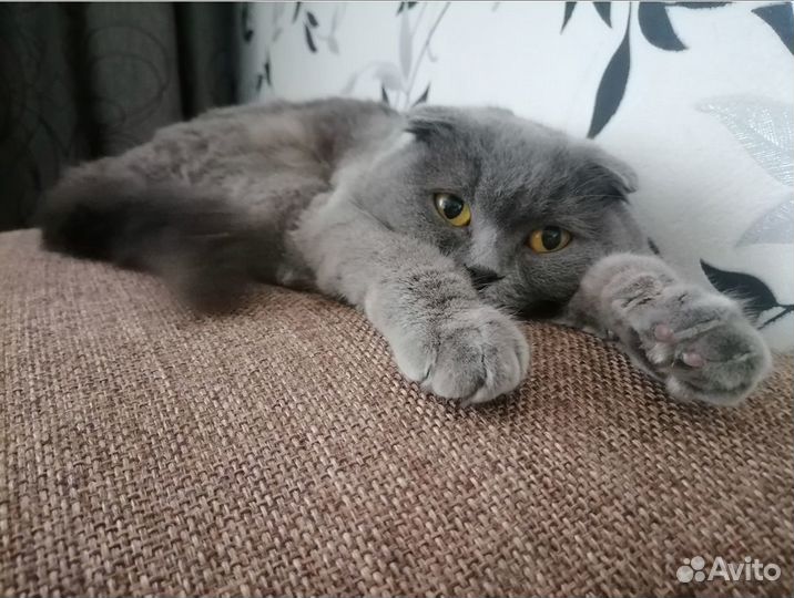 Отдам в добрые руки