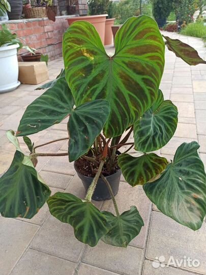 Филодендрон веррукозум
