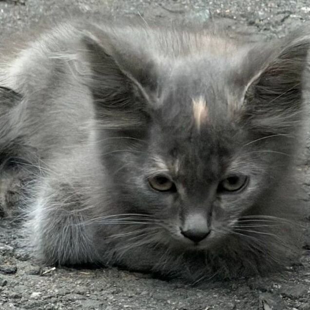 Котёнок в добрые руки