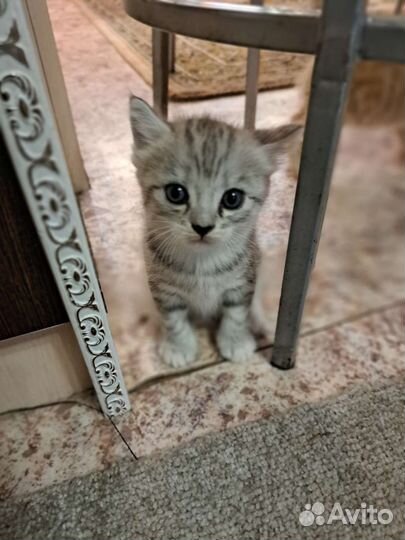 Британские котята