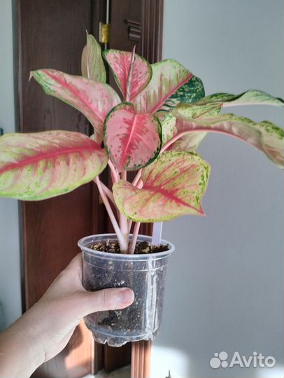 Аглаонема 10 Karat