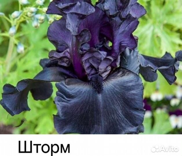 Ирис бородатый