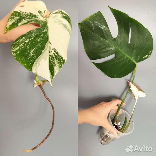 Комнатные растения ч. 1