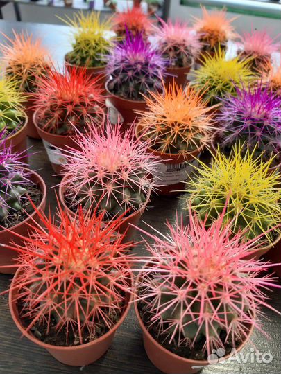 Эхинокактус Грузони микс