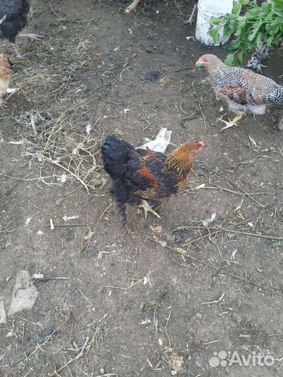 Цыплята брама