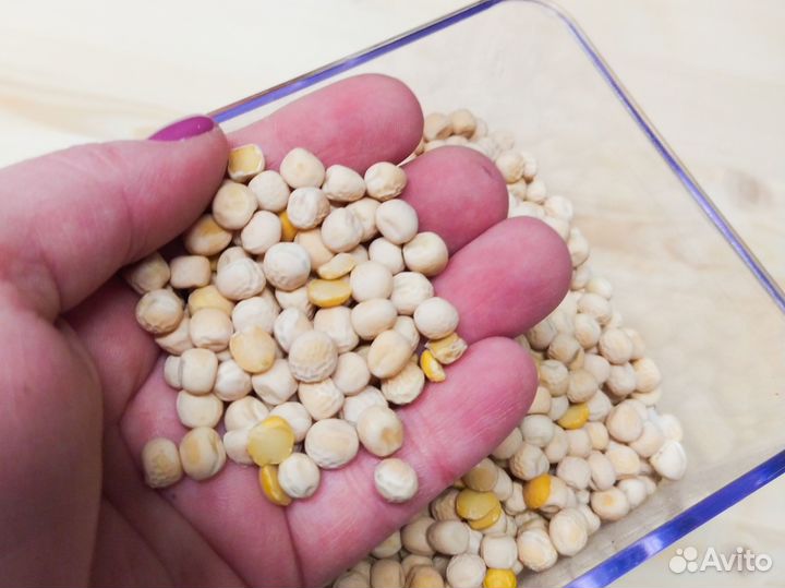 Горох кормовой