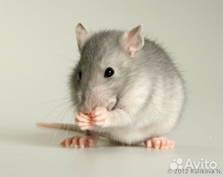 Крыса Голубая