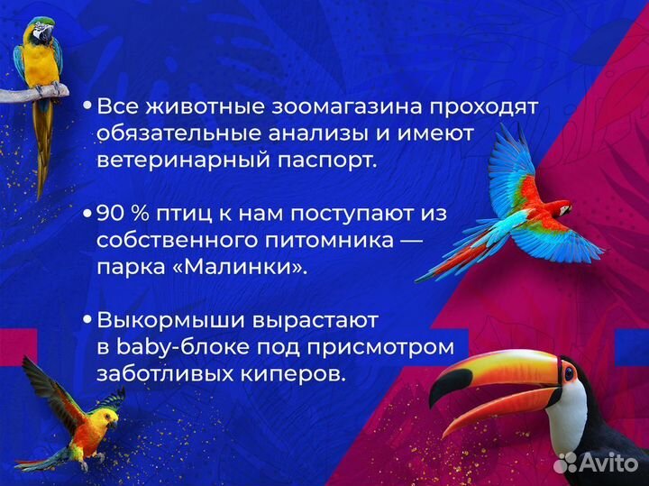 Калифорнийский хохлатый перепел