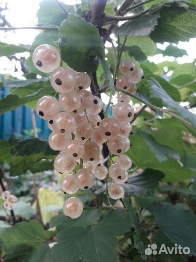 Красная смородина без веток, белая смородина