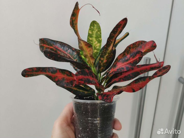 Кодиеум кротон Батик