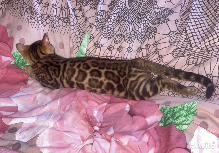 Бенгальский кот Вязка