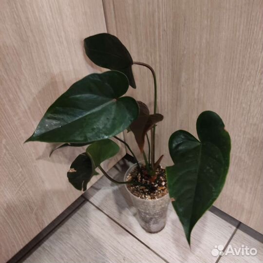 Антуриум Джамбо блэк (Jambo black)