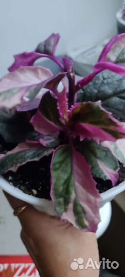 Гинура вариегатная и обычная (Синяя птица)