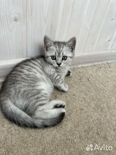 Вислоухие котята