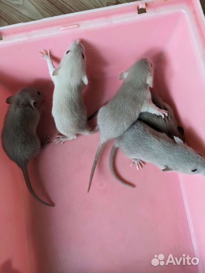 Крысята