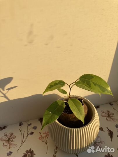 Фикус бенджамина пестролистный