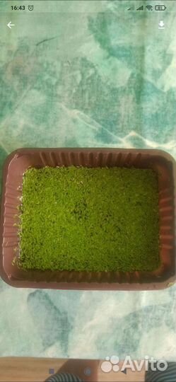 Растения для аквариума- ряска и валлиснерия