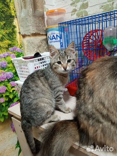 Котята девочки