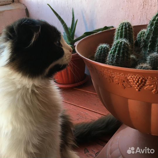 Шотландские вислоухие котята