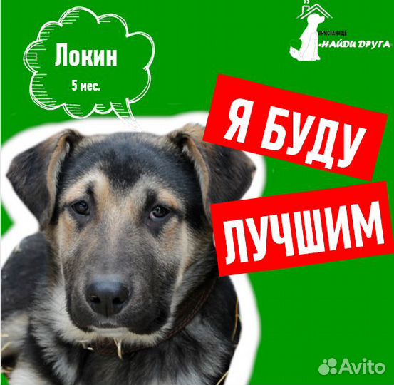 Локин большой щенок