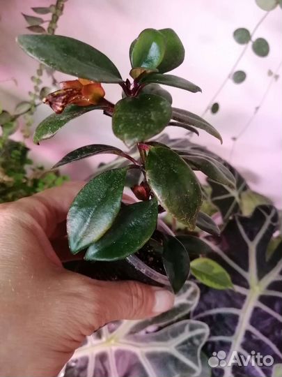 Комнатные растения