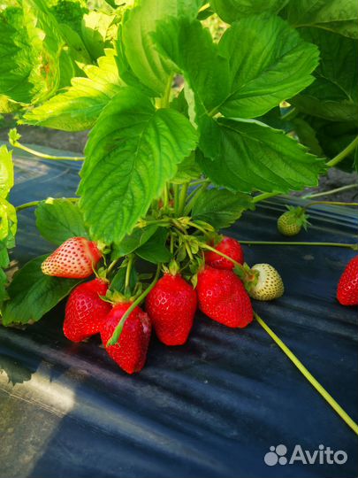 Рассада клубники более 20 сортов