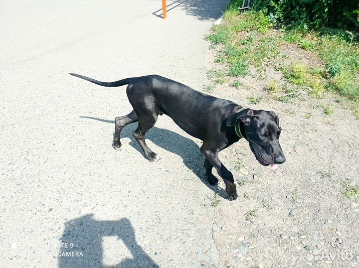 Немецкий дог