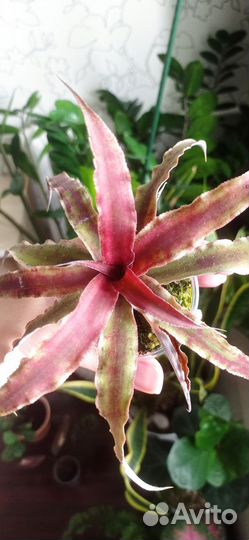 Криптантус Ред Стар