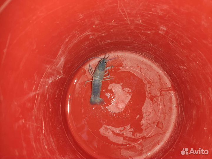 Продам живые раки австралийские