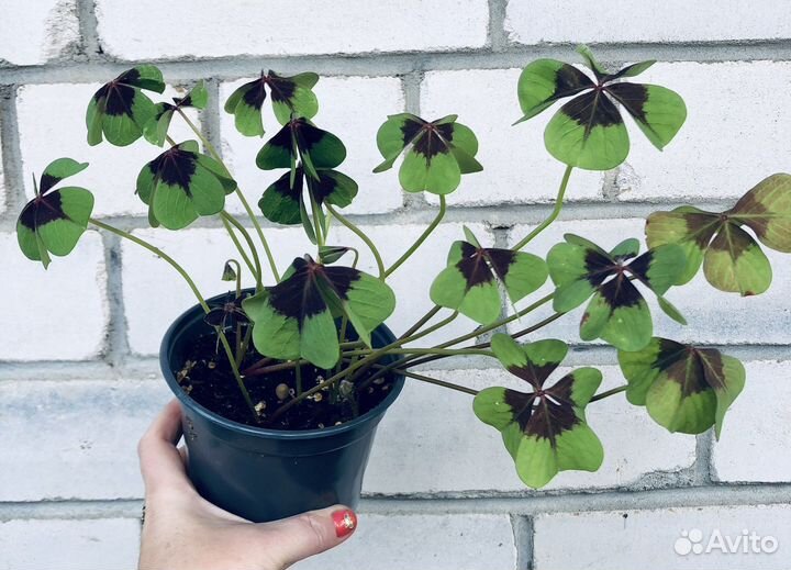 Комнатные растения