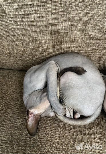 Донский сфинкс мальчик