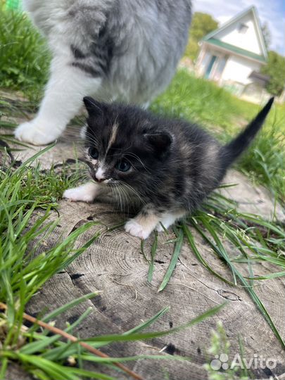 Котенок полуперс
