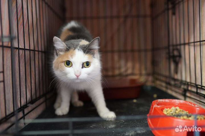 Несчастная кошечка