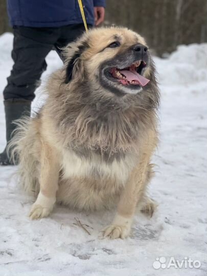 Метис кавказской овчарки в дар