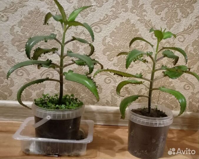 Кактус, Каланхое Дегремона лечебный от насморка