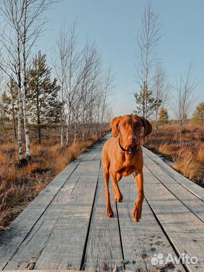 Венгерская выжла щенки