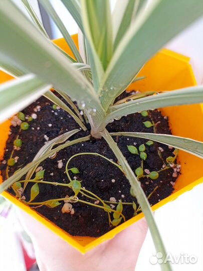 Растение с горшком