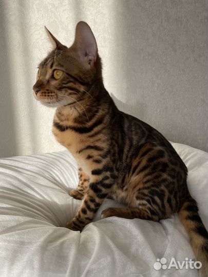 Бенгальская кошка