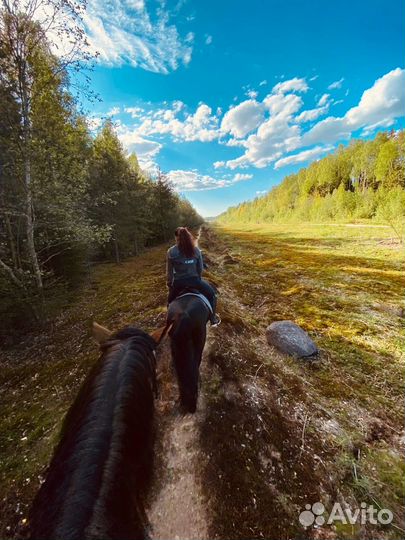 Конные прогулки Санкт-Петербург/Сертолово