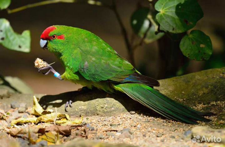 Попугайчик Какарик