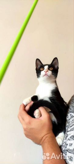 Котенок Фифа из приюта. Доставка. Обработана