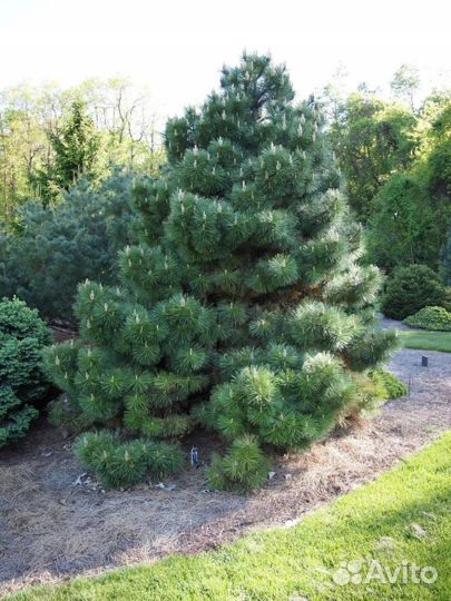 Сосна Нигра