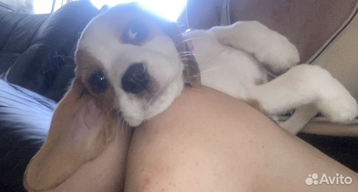 Щенок Бигля Девочка