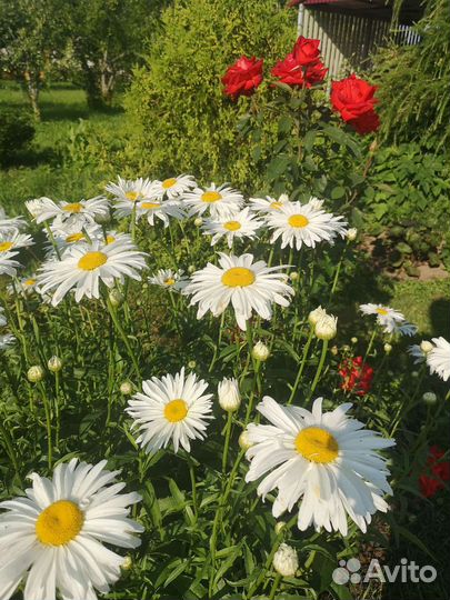 Очень крупная ромашка